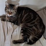 Foto del gato perdido en Richardmenil