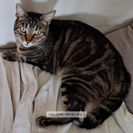 Foto 1/1 Pépite Chat perdido en Richardmenil