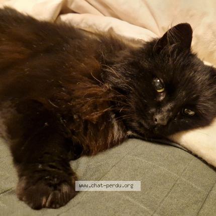 Foto 1/5 Gato encontrado Encontrado en La gravelle