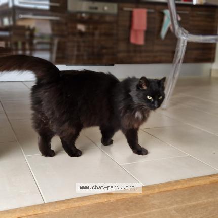 Foto 2/5 Gato encontrado Encontrado en La gravelle