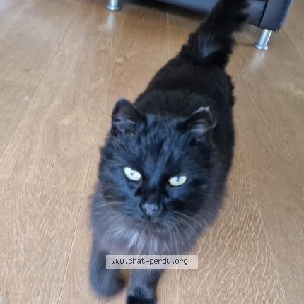 Foto 3/5 Gato encontrado Encontrado en La gravelle