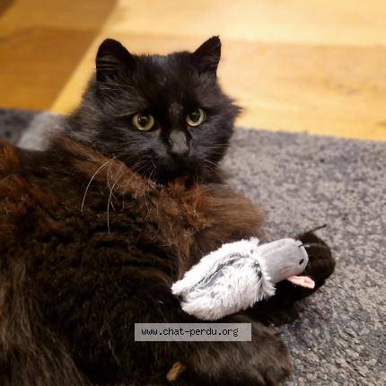 Foto 4/5 Gato encontrado Encontrado en La gravelle