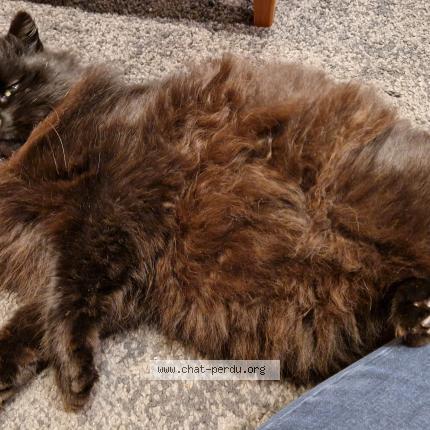 Foto 5/5 Gato encontrado Encontrado en La gravelle