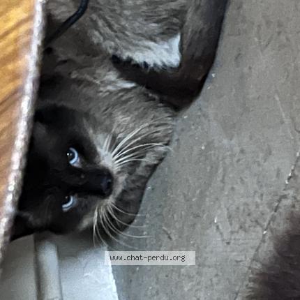 Foto 1/1 Gato encontrado Encontrado en Francheville