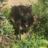 Foto del gato perdido en 69220 St Lager