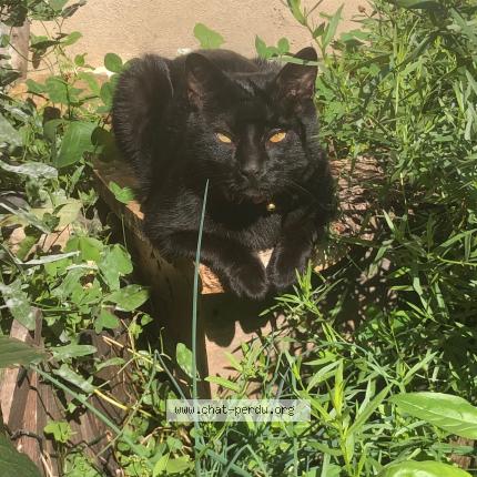 Foto 1/1 DIABOLO Chat perdido en 69220 st lager