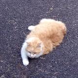 Foto del gato perdido en St Maurice Es Allier