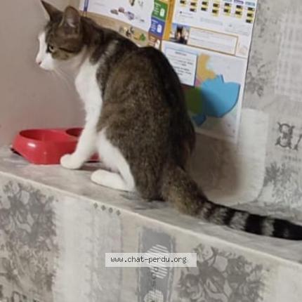 Foto 1/1 Tchoupy Chat perdido en Fontenay le comte