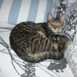 Foto del gato perdido en Allan