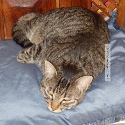 Foto 2/2 Gato encontrado Perdido en Allan