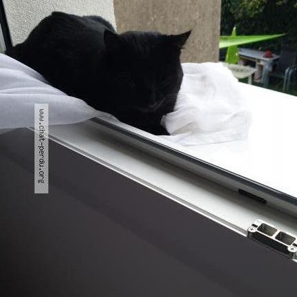 Foto 1/2 Gat Chat perdido en Castres