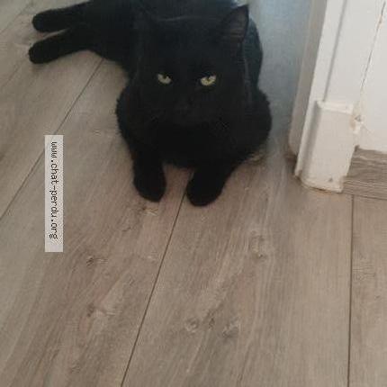 Foto 2/2 Gat Chat perdido en Castres