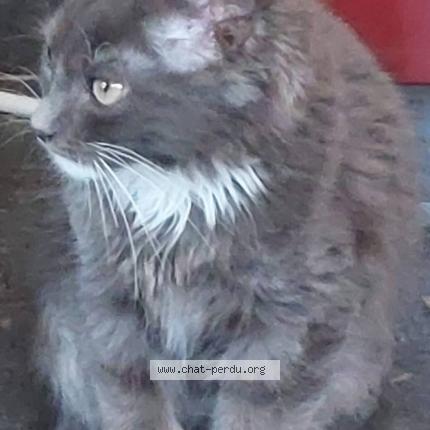 Foto 1/1 Hopy Chat perdido en Lincent