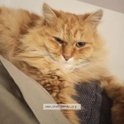 Foto 1/1 Gato encontrado Perdido en Mouscron