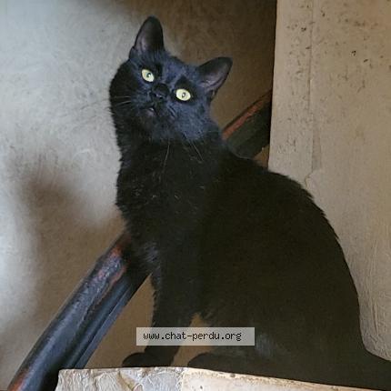 Foto 1/1 Shadow Chat perdido en Hallennes lez haubourdin