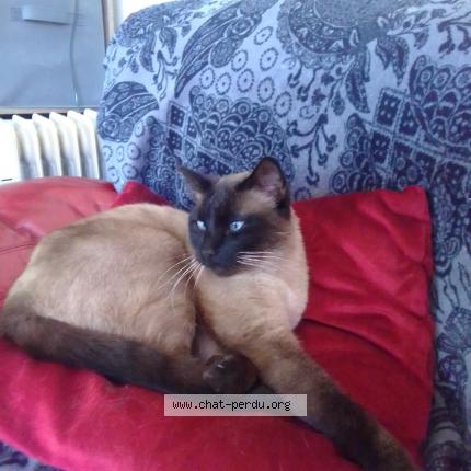 Foto 1/1 Tigrou Chat perdido en Chatillon coligny