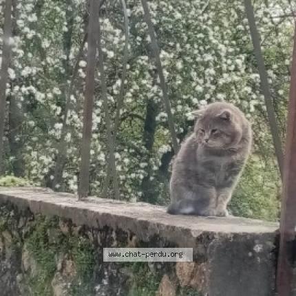 Foto 1/1 Pépère Chat perdido en Jaulgonne