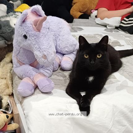 Foto 1/1 Tia Chat perdido en Lans