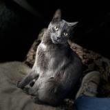 Foto del gato perdido en Bois Grenier