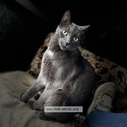 Foto 1/1 Rocco Chat perdido en Bois grenier