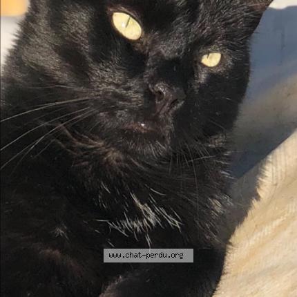 Foto 1/1 Néo Chat perdido en Bussiere badil