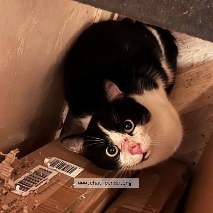 Foto 1/1 Bibou Chat perdido en Limoges