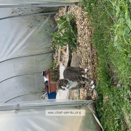 Foto 1/1 Ficelle Chat perdido en Dompaire