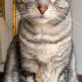 Foto del gato perdido en Lere