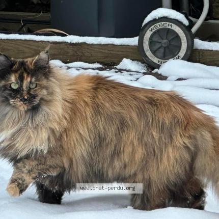 Foto 1/1 Leonie Chat perdido en Zillisheim