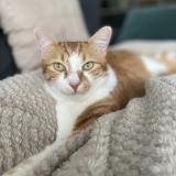 Foto del gato perdido en Saint Priest