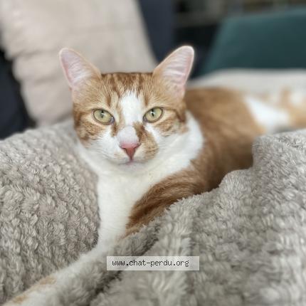 Foto 1/1 Simba Chat perdido en Saint priest