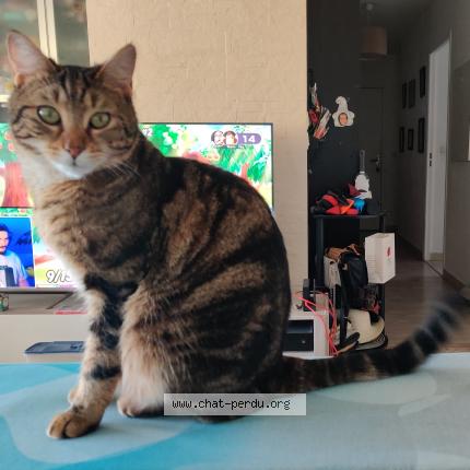 Foto 1/1 Oggy Chat perdido en Grasse