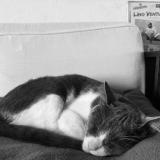 Foto del gato perdido en Saint Leu