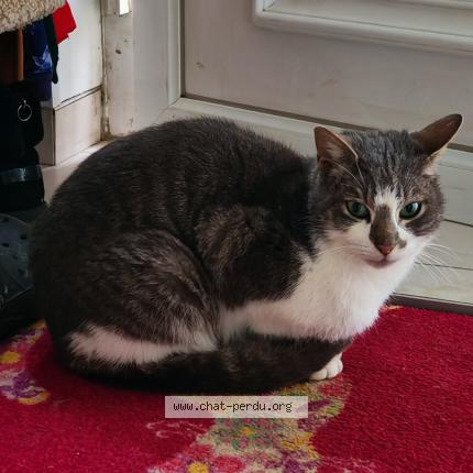 Foto 1/1 Gato encontrado Encontrado en Angevillers