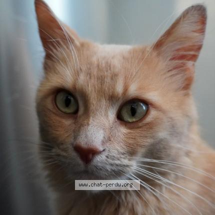 Foto 1/1 Minou Chat perdido en La rochelle