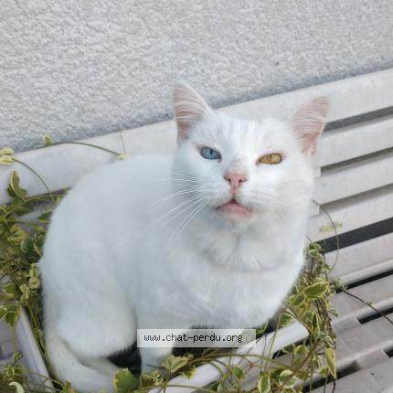 Foto 1/1 Bisou Chat perdido en Saint just saint rambert