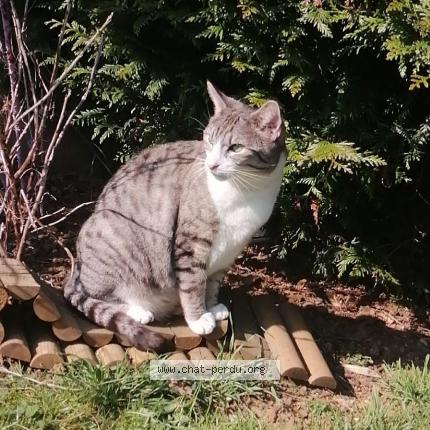 Foto 1/1 NÉO Chat perdido en Briey