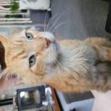 Foto del gato perdido en Saint Sauveur D Aunis