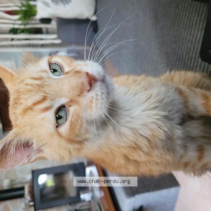 Foto 1/1 NOUGAT Chat perdido en Saint sauveur d aunis