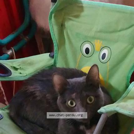 Foto 1/1 Olympe Chat perdido en Vernet les bains