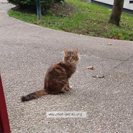 Foto 1/3 Gato encontrado Encontrado en Provins
