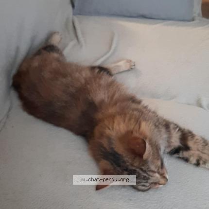 Foto 2/3 Gato encontrado Encontrado en Provins