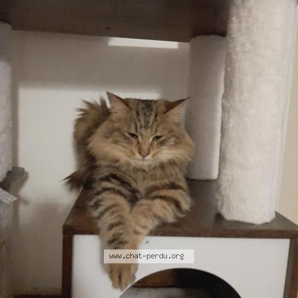 Foto 3/3 Gato encontrado Encontrado en Provins