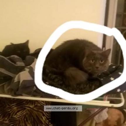 Foto 1/1 Grisou Chat perdido en Valreas