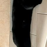 Foto del gato perdido en Chevilly Larue