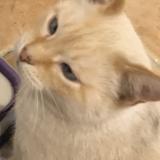 Foto del gato perdido en Creissan