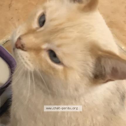 Foto 1/1 Little Chat perdido en Creissan