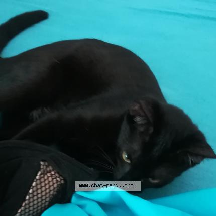 Foto 1/1 dora Chat perdido en Montpellier