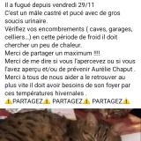 Foto del gato perdido en Parent