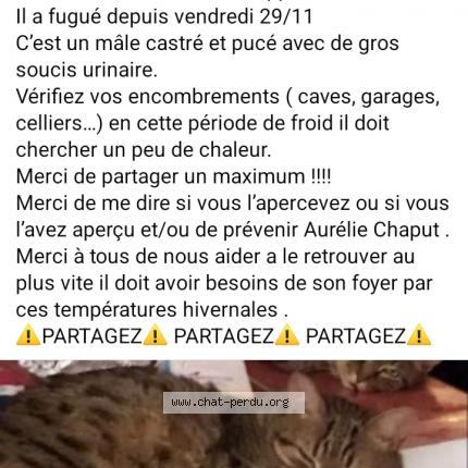 Foto 1/1 Loustick Chat perdido en Parent